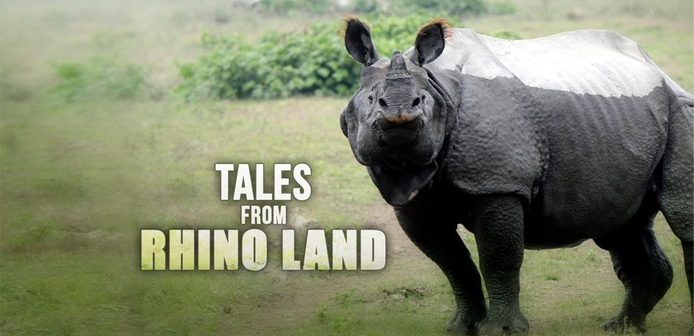 Tales from Rhino Land